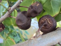 Fruits secs du Catalpa, Thespesia populnea (C. DELNATTE / DEAL) Fruits secs du Catalpa