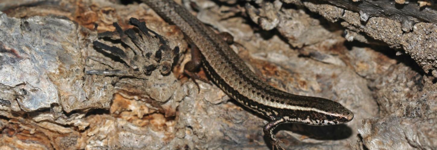 Gymnophtalme de Plée, Gymnophthalmus pleii