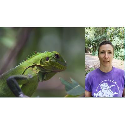 Iguanes en Martinique : questions et réponses (SEPANMAR)