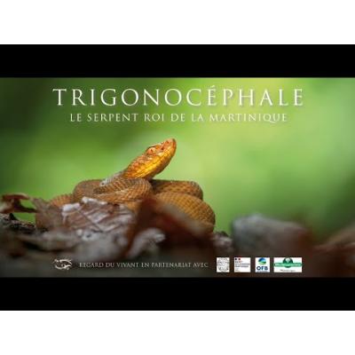 Trigonocéphale : le serpent roi de la Martinique