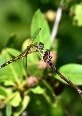 OMB_biodiversite_Erythrodiplax_umbrata Libellule Erythrodiplax umbrata