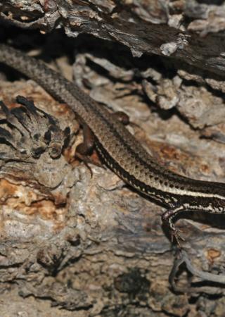 Gymnophtalme de Plée, Gymnophthalmus pleii