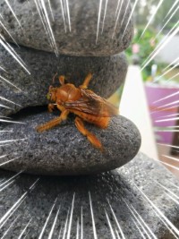Vonvon mâle (F. EGOUY)